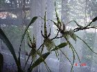 brassia rex