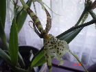 brassia rex