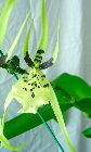 brassia rex