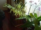 brassia rex - hampe florale