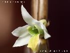 Dendrobium scabrilingue