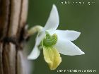 Dendrobium scabrilingue