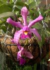 Cattleya violacea