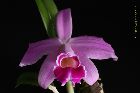 Laelia pumila