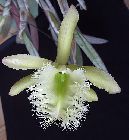 rhyncholaelia digbyana