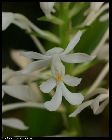 calanthe triplicata