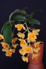 Dendrobium Griffithianum