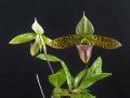 Paphiopedilum sukhakulii