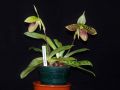 Paphiopedilum sukhakulii