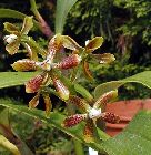 Prosthechea vespa