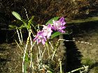 dendrobium hercoglossum