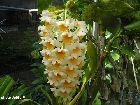 dendrobium thyrsiflorum