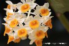 Dendrobium thyrsiflorum