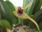 masdevallia edwallii