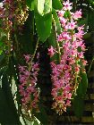 Aerides farmeri