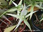 Angraecum Veitchii