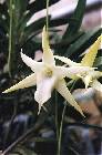 Angraecum sesquipedale