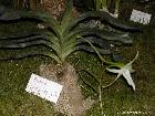 Angraecum sesquipedale