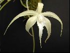 Brassavola cucullata