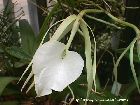 Brassavola nodosa