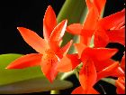 Cattleya aurantiaca