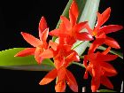 Cattleya aurantiaca