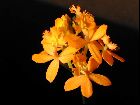 Epidendrum radicans (ballerina)