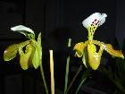 Paphiopedilum Gratrixianum