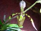 Paphiopedilum haynaldianum