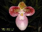 Paphiopedilum micranthum