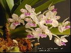 Rhynchostylis gigantea