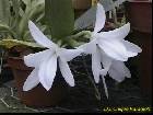 aerangis fastuosa