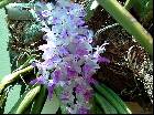 Aerides multiflorum