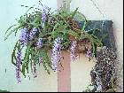 Aerides multiflorum