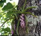 Aerides multiflorum