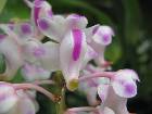 aerides odoratum