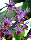 Aerides quinquevulnera