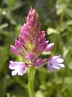 anacamptis pyramidalis