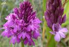 Anacamptis pyramidalis (L.) L. C. M. Richard