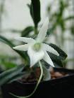 angraecum compactum