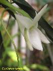 angraecum compactum