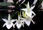 angraecum compactum