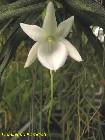 angraecum compactum