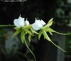 Angraecum eburneum ssp xerophilum