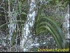 angraecum eburneum subsp superbum