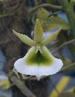 angraecum eichlerianum