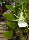 angraecum eichlerianum