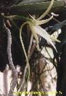 angraecum elephantinum