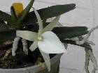 angraecum elephantinum