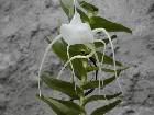 angraecum germinyanum